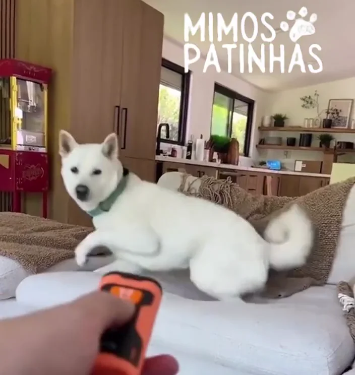 StopSzczek™ – kontrola szczekania bez krzyku